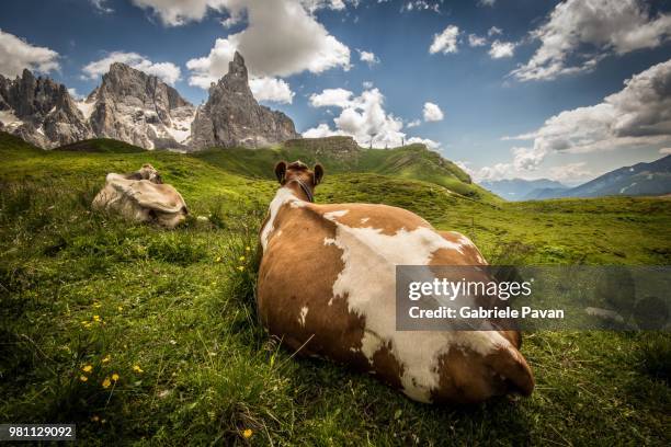Cow Rear View Photos and Premium High Res Pictures - Getty Images