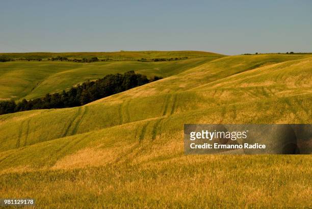colline sinuose - radice stock pictures, royalty-free photos & images