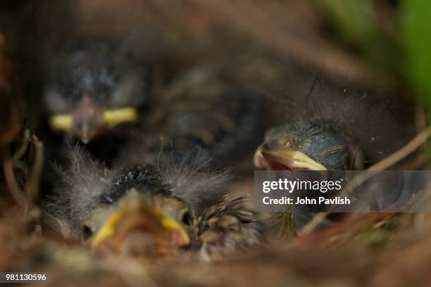 baby junco birds in a nest - jenco stock pictures, royalty-free photos & images