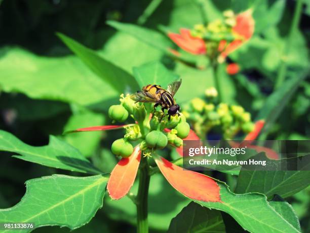 bee on flower - bee nguyen stock pictures, royalty-free photos & images