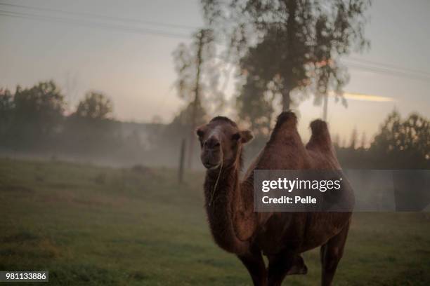 camel in fog - corcunda imagens e fotografias de stock