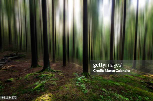 forest of illusions - child abuse awareness stock pictures, royalty-free photos & images