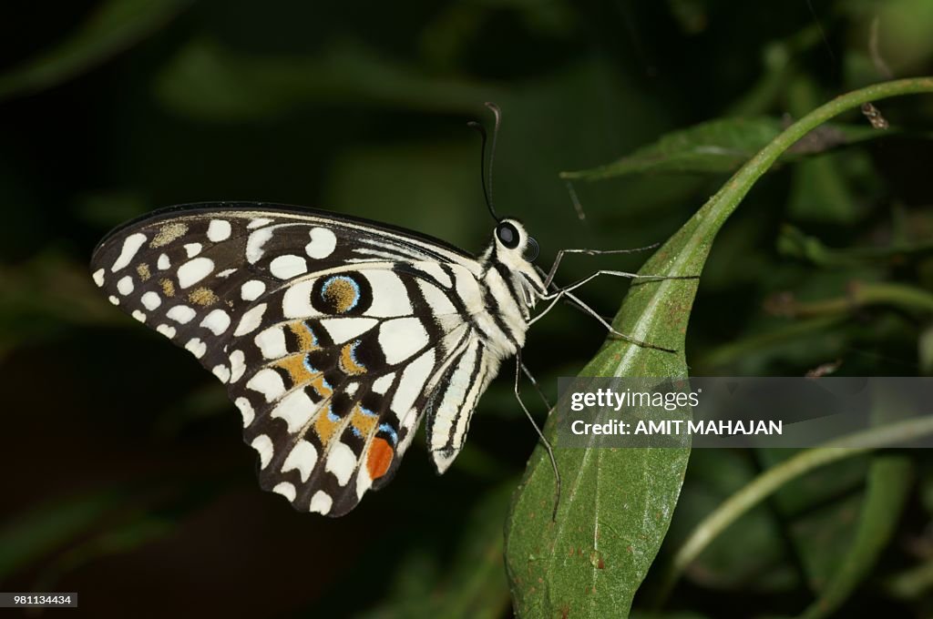 Common lime butterfly (Papilio demoleus) in close-up