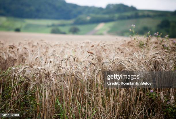 field of wheat (triticum spp.), germany - spp stock pictures, royalty-free photos & images