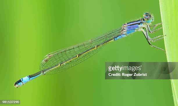 blue-tailed damselfly - grosse pechlibelle - ischnura elegans - elegans - fotografias e filmes do acervo