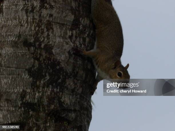 chatter box - chatter stock pictures, royalty-free photos & images