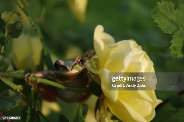 Spring Pepee Spring Peeper Photos and Premium High Res Pictures - Getty Images