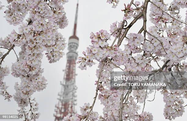 The Tokyo Tower is seen behind cherry blossoms in full bloom in downtown Tokyo on March 28, 2010. Japan's meteorological agency announced that cherry...