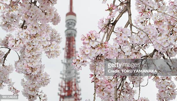 The Tokyo Tower is seen behind cherry blossoms in full bloom in downtown Tokyo on March 28, 2010. Japan's meteorological agency announced that cherry...