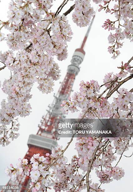 The Tokyo Tower is seen behind cherry blossoms in full bloom in downtown Tokyo on March 28, 2010. Japan's meteorological agency announced that cherry...