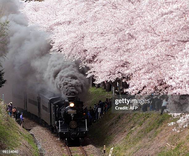 Steam locomotive passes under fully bloomed cherry blossoms at Hitoyoshi city in Kumamoto prefecture, Japan's southern island of Kyushu on March 27,...