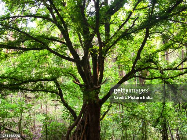 Emcompasing Encompassing Photos and Premium High Res Pictures - Getty Images
