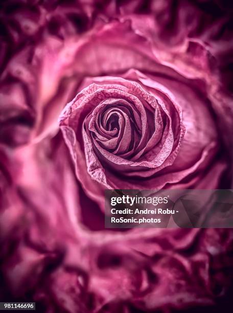 Ro Rosa Ro Rosa Photos and Premium High Res Pictures - Getty Images