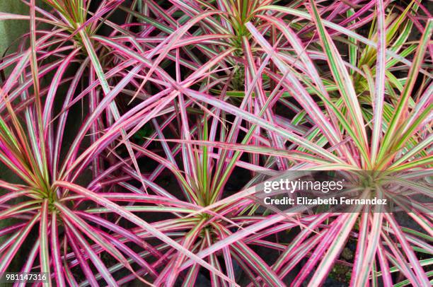 madagascar dragon tree - calancói imagens e fotografias de stock