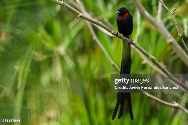 Euplectes Photos and Premium High Res Pictures Getty Images