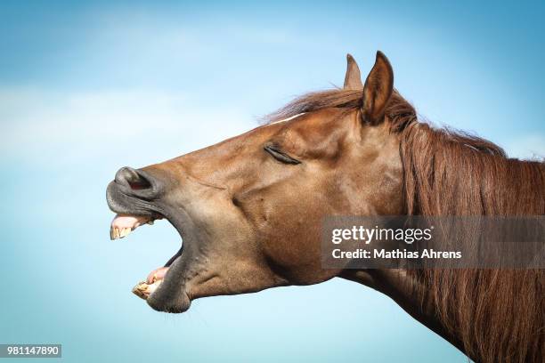 profile of brown horse showing teeth - funny horse face stock pictures, royalty-free photos & images