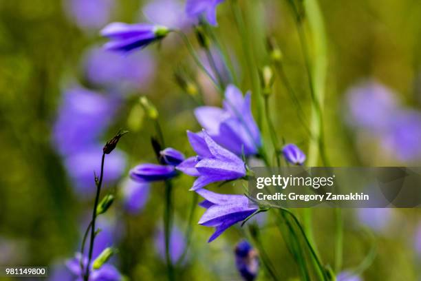 photo by: gregory zamakhin - lobelia stock pictures, royalty-free photos & images