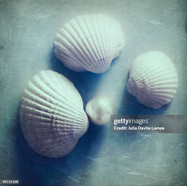 shells. - lampe stockfoto's en -beelden