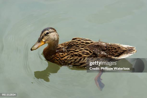 canard - canard - fotografias e filmes do acervo