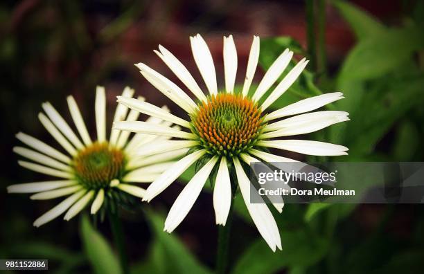 echinacea purpurea 'white swan' - echinacea purpurea white swan stock pictures, royalty-free photos & images