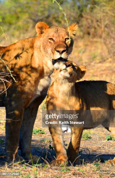 mother and baby lion in chobe national park, botswana - chobe national park bildbanksfoton och bilder