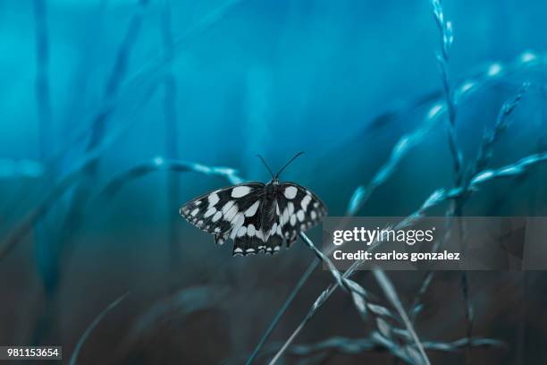 butterfly (rhopalocera) on wheat (triticum spp.) - spp stock pictures, royalty-free photos & images