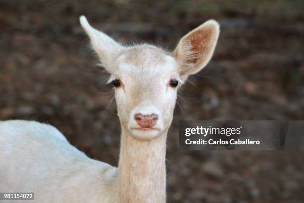 Spring Farm Sad Sad Farm Animal Photos and Premium High Res Pictures - Getty Images