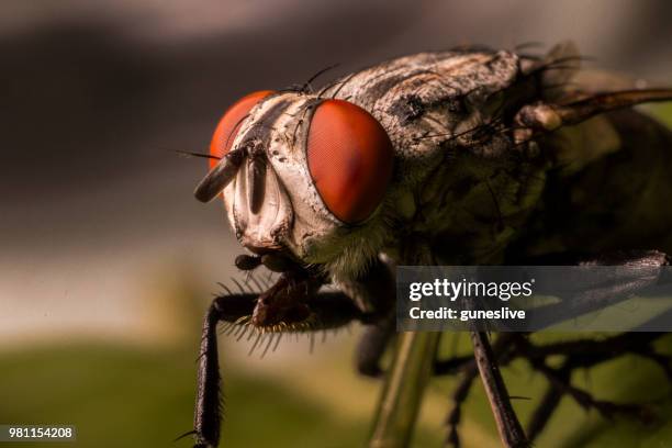 95 Flyi Stock Photos, High-Res Pictures, and Images - Getty Images