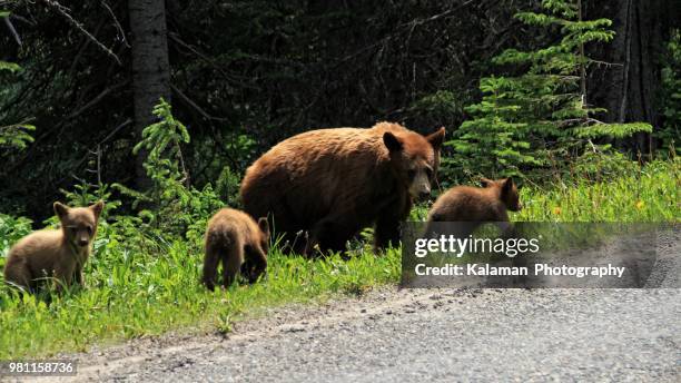 grizzly bear with her 3 cubs - omnivorous stock pictures, royalty-free photos & images