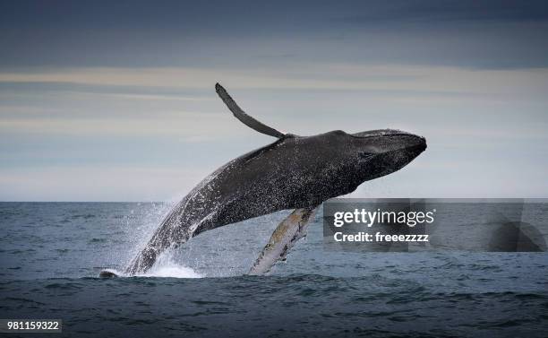a humpback whale jumping. - walvis stockfoto's en -beelden