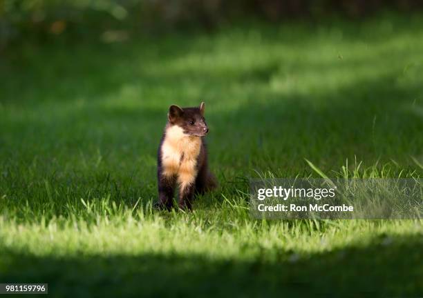 123 Combe Fields Stock Photos, HighRes Pictures, and Images Getty Images