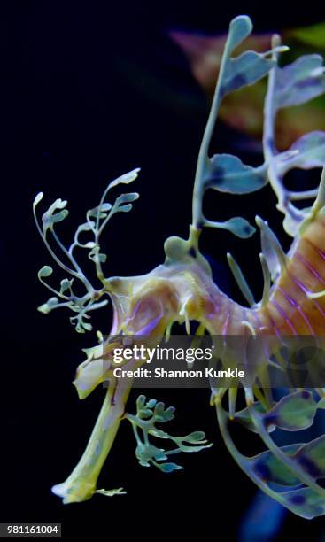 weedy sea dragon - leafy seadragons stock-fotos und bilder