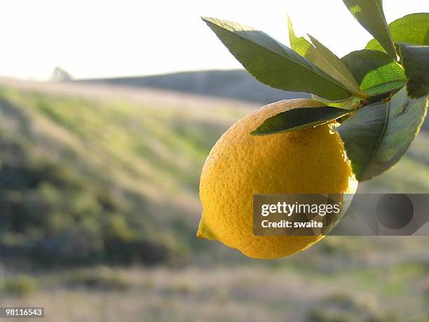 limão do sol - citrus grove - fotografias e filmes do acervo