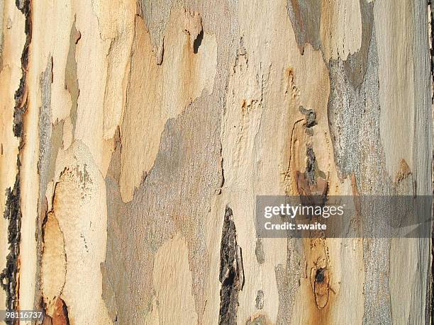 textura de eucalipto - eucalyptus tree - fotografias e filmes do acervo
