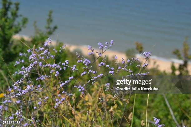 limonium gmelinii - plumbago stock pictures, royalty-free photos & images