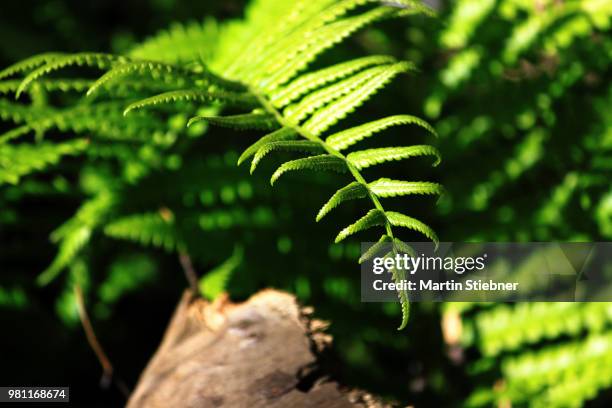 farn, great otway national park - farn stockfoto's en -beelden