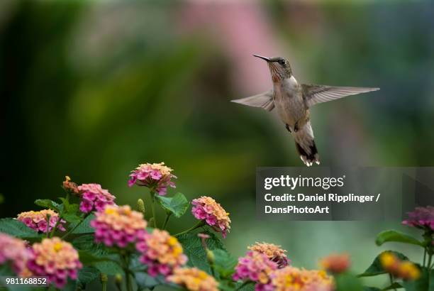 female ruby-throated hummingbird (archilochus colubris) flying over lantana flowers - lantana camara stock pictures, royalty-free photos & images