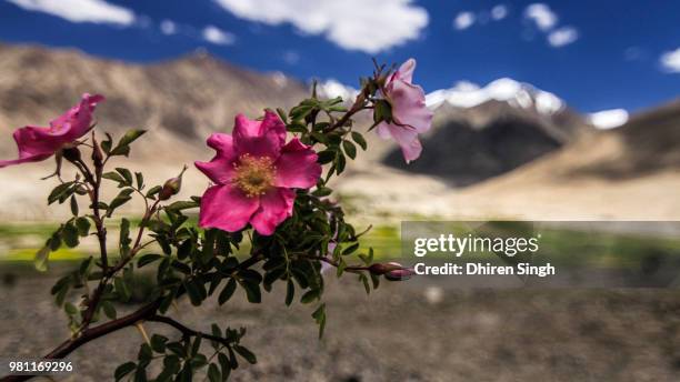 Wild Roses Header 480 Where The Wild Roses Grow Stock Photos, High-Res Pictures, and ...