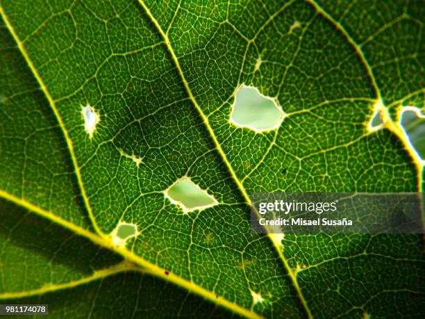 hoja nerviosa - hoja stock pictures, royalty-free photos & images