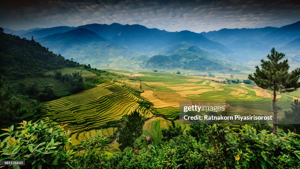 Asian rice paddies surrounded by mountains, Tule, Mu Cang Chai District, Vietnam