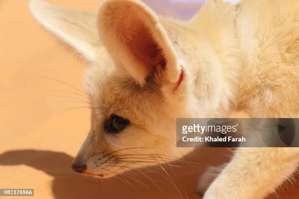 close-up of head of fennec fox (vulpes zerda) in desert, douz, kebili governorate, tunisia - fennec - fotografias e filmes do acervo