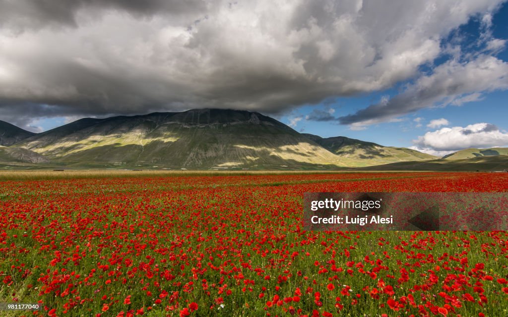 Red poppies on meadow in Piano Grande plateau, Castelluccio, Norcia, Italy