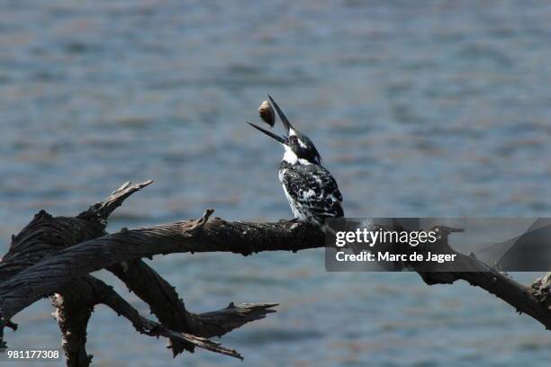 pied kingfisher (ceryle rudis) with prey, pilanesberg, north west province, south africa - pied kingfisher ceryle rudis stock pictures, royalty-free photos & images