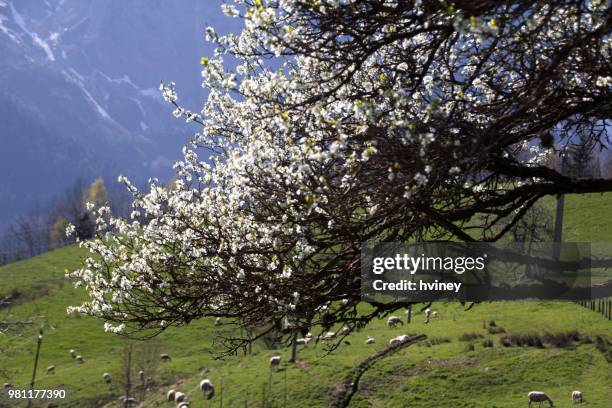 cheep's cherry , cerisier aux moutons - cerisier foto e immagini stock