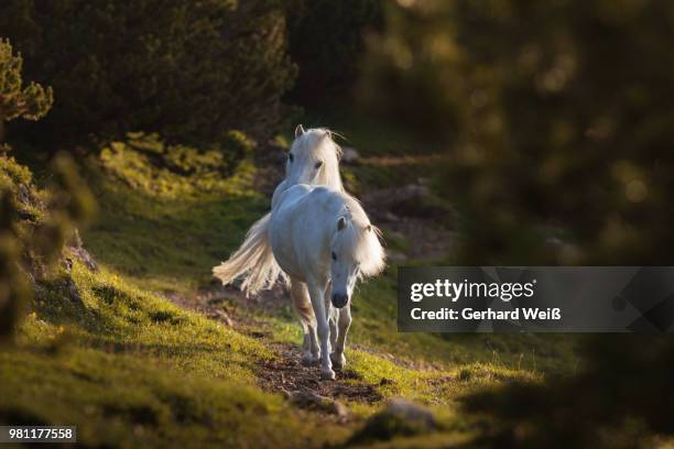 two horses in the morning light - weiß stockfoto's en -beelden