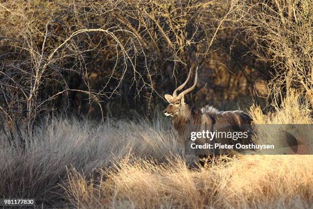 njala (tragelaphus angasii) standing in dry grass, bushveld, limpopo, south africa - bosveld van zuidelijk afrika stockfoto's en -beelden