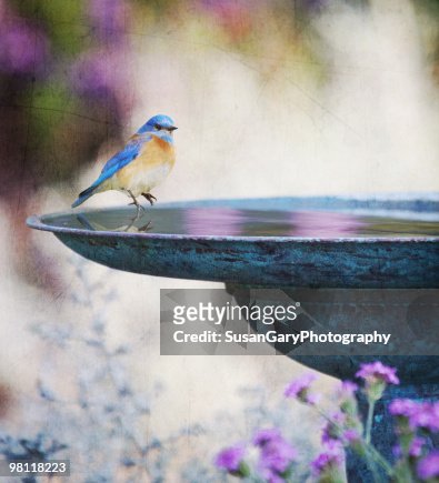 Western Bluebird and Birdbath