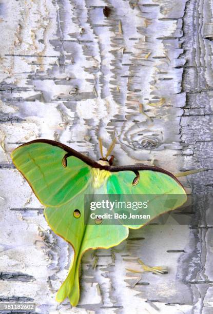 luna on birch - luna moth - fotografias e filmes do acervo