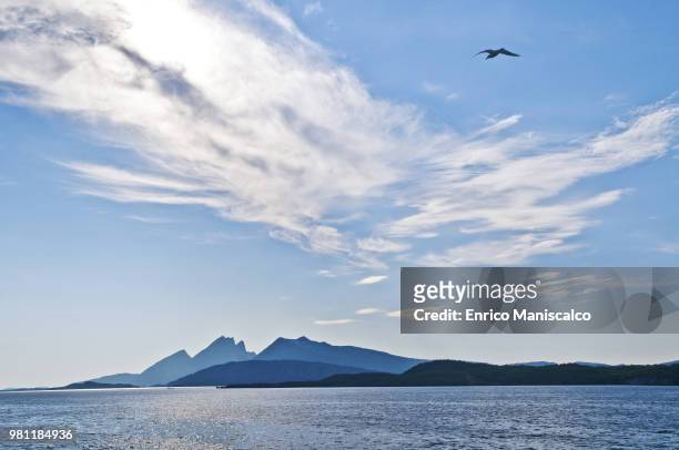 the flight of the seagull - maniscalco stock pictures, royalty-free photos & images