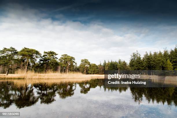 mirror lake in park hoge veluwe, holland - veluwemeer stockfoto's en -beelden